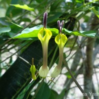 Ceropegia candelabrum var. biflora (L.) Ansari